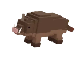 Boar