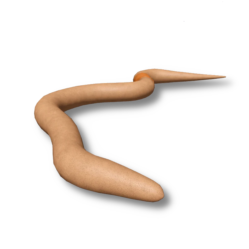 Earthworm
